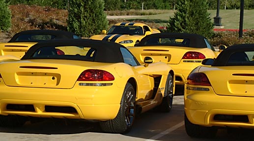 115842Yellow_Vipers